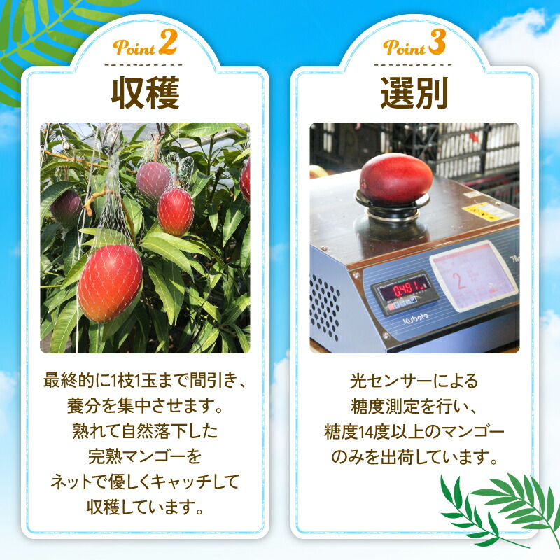 マンゴー 完熟 高糖度 14度以上 2玉 ～ 3玉 完熟収穫 南国 フルーツ トロピカルフルーツ トロピカル 果物 くだもの 産地直送 季節限定 期間限定 旬 限定 高糖度 南国フルーツ 南国マンゴー